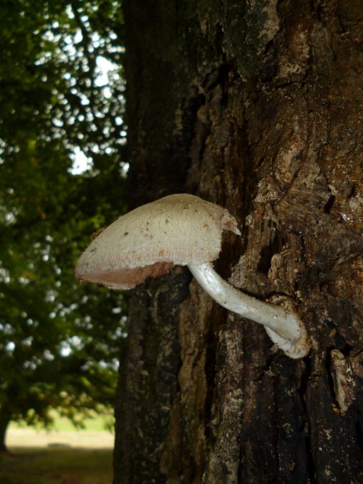 Developed fruit body on beech at Hampstead Heath, UK.